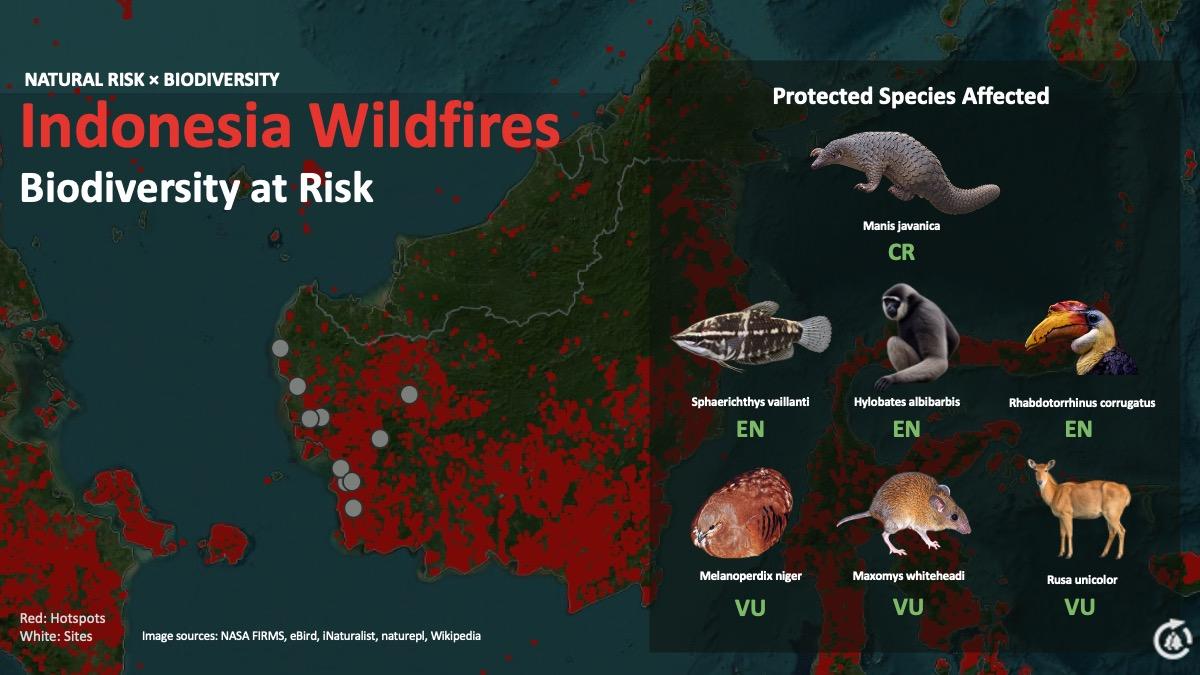 【印尼森林火災與生物多樣性:看見企業自然風險】